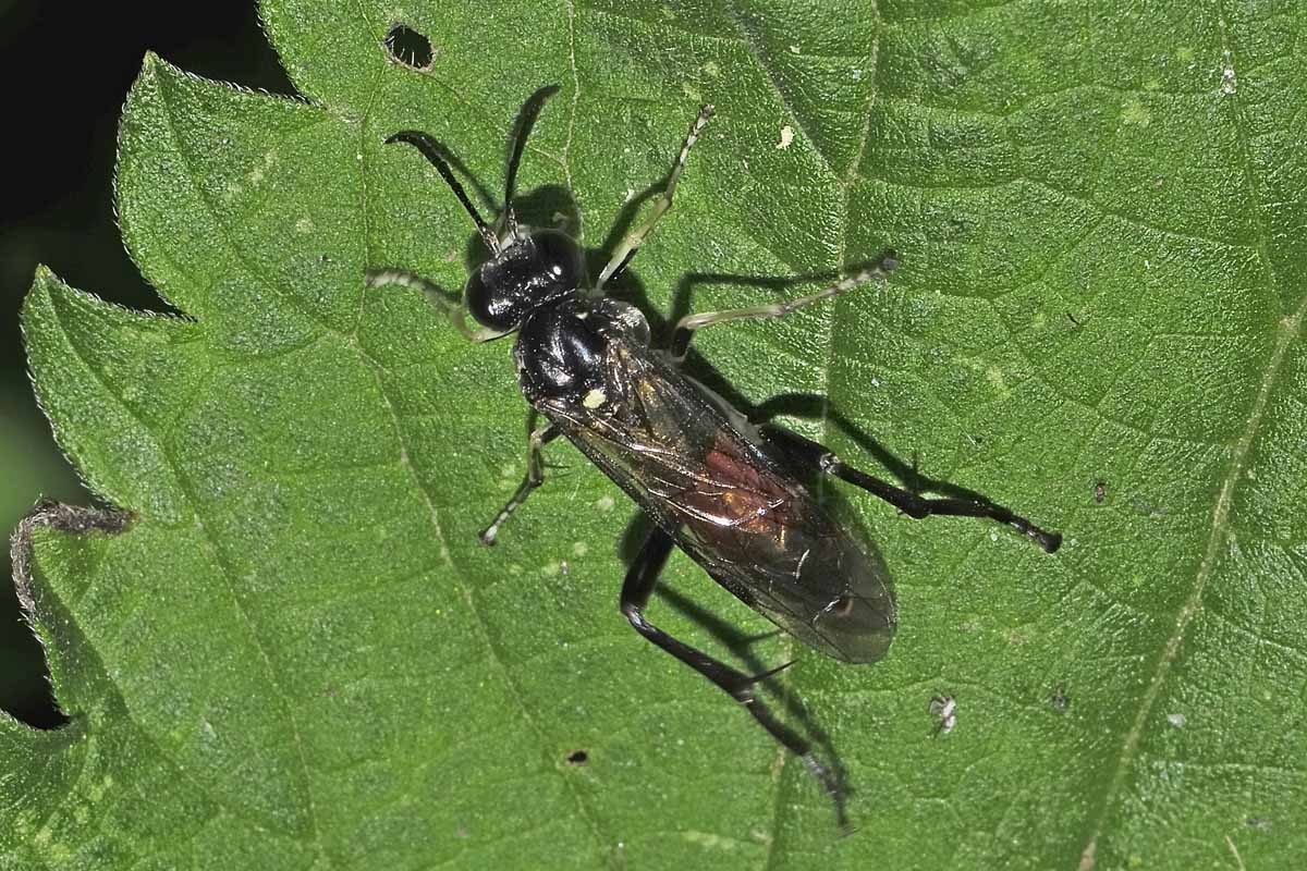 Tenthredinidae N 14 Macrophya militaris?